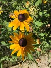 Rudbeckia