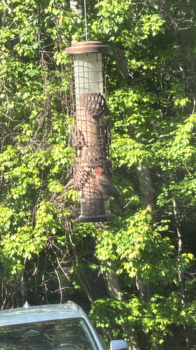 House Finch observed by jour_knows