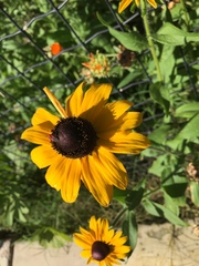 Rudbeckia