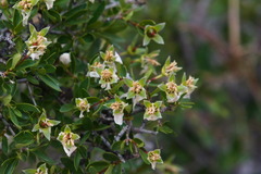 Fendlera rupicola, photograph (c) Mike Ostrowski, some rights reserved (CC BY-SA)