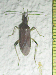 Dicranocephalus caffer