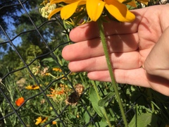 Rudbeckia