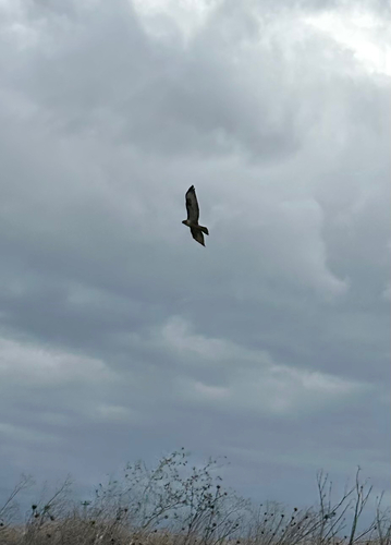 Common Buzzard