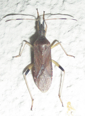 Dicranocephalus caffer