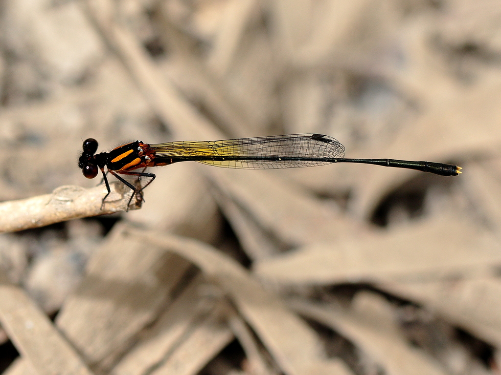 Threadtails