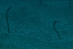 Heteroconger hassi