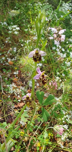 Horned Orchid