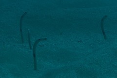 Heteroconger hassi