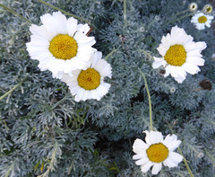 Anthemis punctata