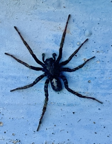 Bear Spiders