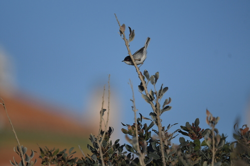 Avistamiento Curruca cabecinegra