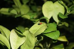 Thonalmus chevrolati