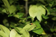 Thonalmus chevrolati