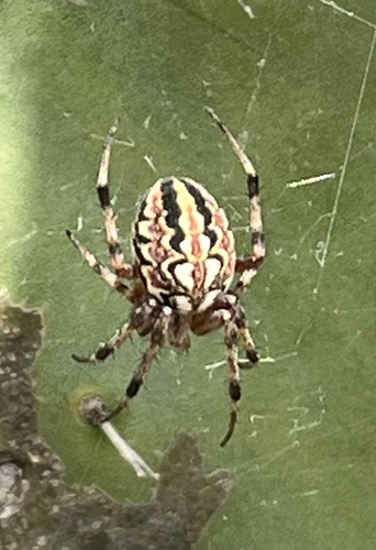 Bordered Orbweaver