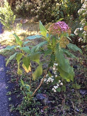 Stevia microchaeta