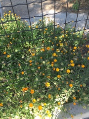 Calendula