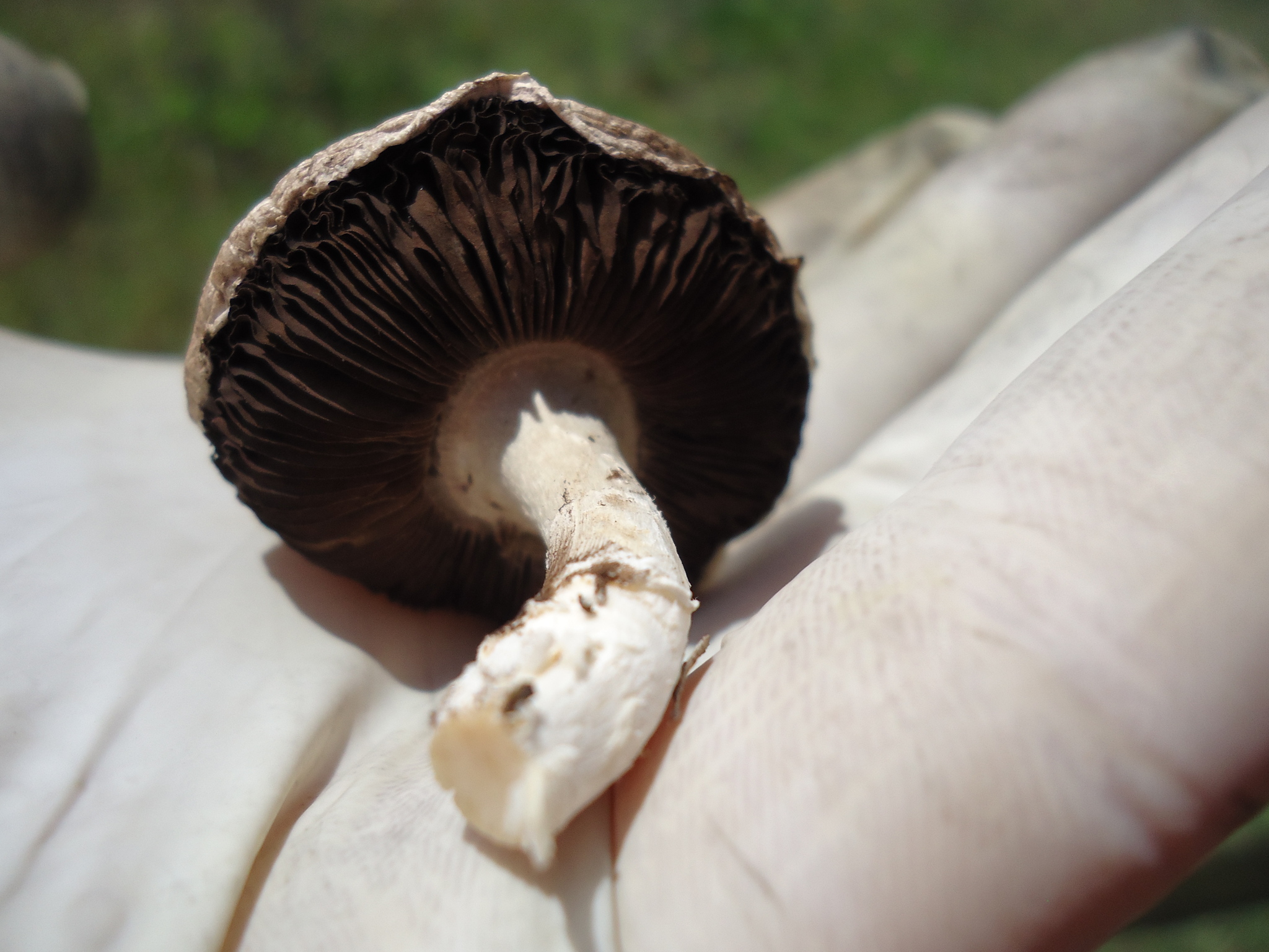 Agaricus bisporus image