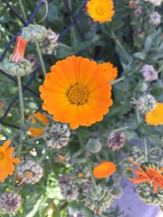 Calendula