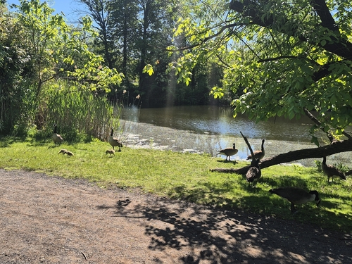 Canada Goose observed by oludamola