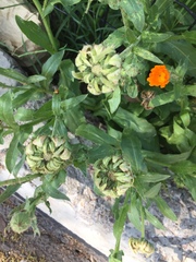Calendula