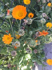 Calendula