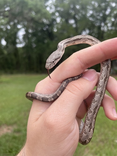 Eastern Ratsnake observed by varanexan
