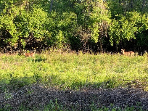 White-tailed Deer observed by robthorn