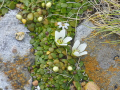 Gentianella saxosa
