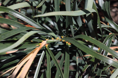 Macrozamia plurinervia