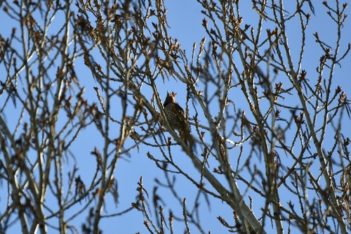 Northern Flicker observed by roxyfaith
