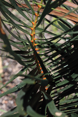 Macrozamia plurinervia