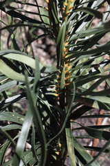 Macrozamia plurinervia