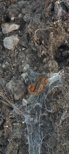 Centruroides baergi