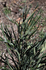 Macrozamia plurinervia