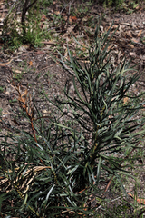 Macrozamia plurinervia