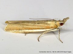 Pima albiplagiatella