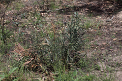 Macrozamia plurinervia