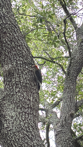 Red-bellied Woodpecker observed by matt56271