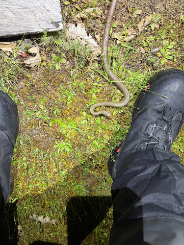 iNaturalist observation photo of North American Racer
