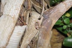 Eleutherodactylus antillensis