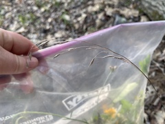 Bromus pubescens