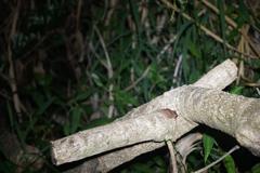 Eleutherodactylus antillensis