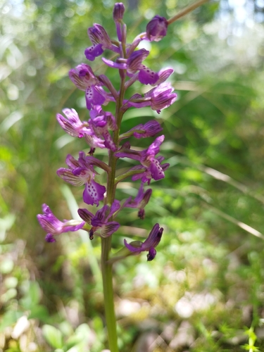 green-winged orchid