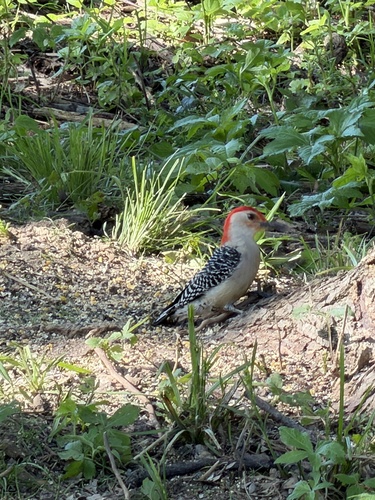 Red-bellied Woodpecker observed by taumsauk
