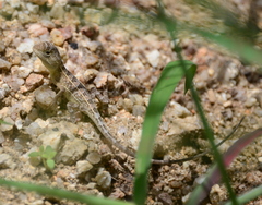 Diporiphora