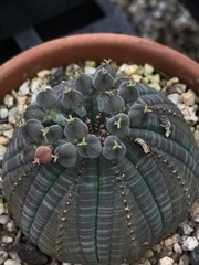 Euphorbia obesa