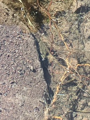 Lithobates onca