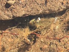 Lithobates onca