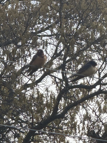 Barn Swallow observed by raezo