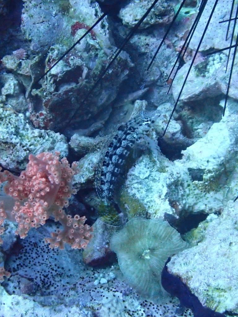 Cylindrical sandperch